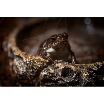 Bufo - Sapo de roble - Anaxyrus quercicus 